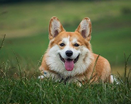 如何帮助狗狗克服社交焦虑的问题